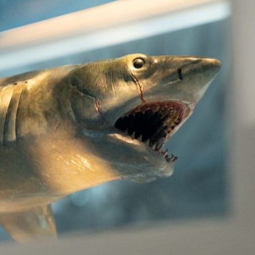 Jaws Bronze Jaws 1/18 Maquette by ECC