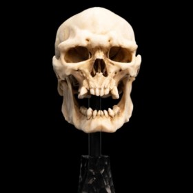 Skull of a Mordor Orc Lord of the Rings Mini Statue by Weta Workshop