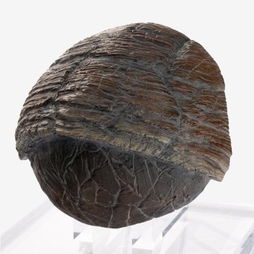 Triceratops Toenail Jurassic Park 1/1 Replica by ECC