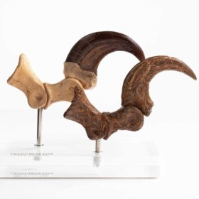 Velociraptor Foot Claw and Fossil Claw Set Jurassic Park Elite Creature Line Statue by ECC