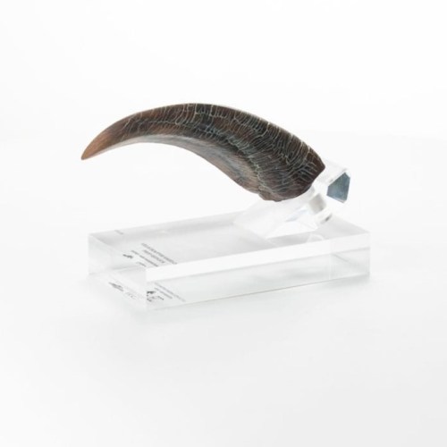 Velociraptor Hand Claw Prop Jurassic Park Elite Creature Line Statue by ECC
