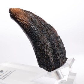 Velociraptor Toenail Type A Jurassic Park 1/1 Replica by ECC