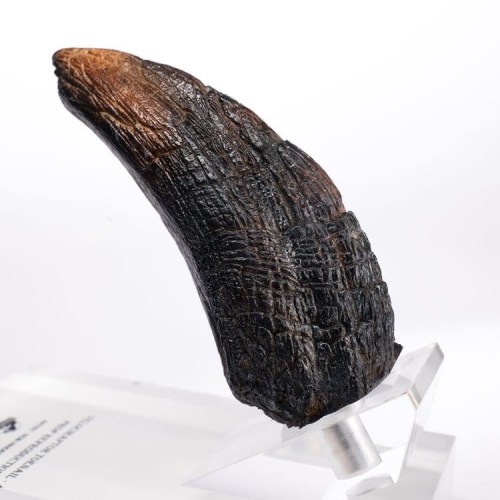 Velociraptor Toenail Type A Jurassic Park 1/1 Replica by ECC