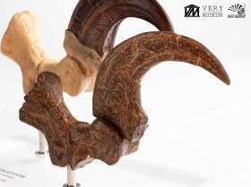 Velociraptor Foot Claw and Fossil Claw Set Jurassic Park Elite Creature Line Statue by ECC