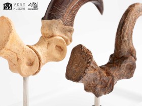 Velociraptor Foot Claw and Fossil Claw Set Jurassic Park Elite Creature Line Statue by ECC