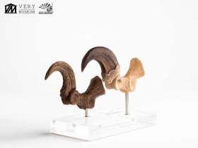 Velociraptor Foot Claw and Fossil Claw Set Jurassic Park Elite Creature Line Statue by ECC