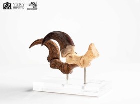 Velociraptor Foot Claw and Fossil Claw Set Jurassic Park Elite Creature Line Statue by ECC