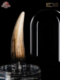 Spinosaurus Tooth Jurassic Park III Prop Replica 1/1 by ECC