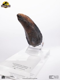 Velociraptor Toenail Type A Jurassic Park 1/1 Replica by ECC