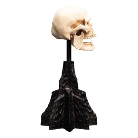 Skull of a Mordor Orc Lord of the Rings Mini Statue by Weta Workshop