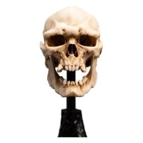 Skull of a Mordor Orc Lord of the Rings Mini Statue by Weta Workshop